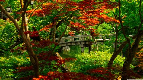 Bridge Path Above Body Of Water Surrounded Green Orange Leafed Trees Hd