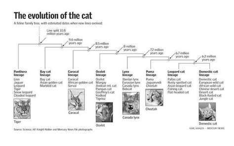 Evolution The Evolution Of A Cat