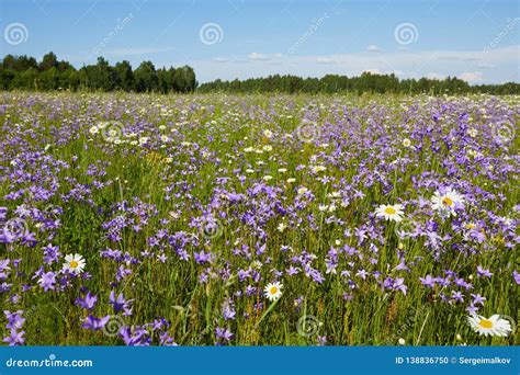 Blooming Summer Fields Of Flowers Bright Picture Of Herbs In Summer