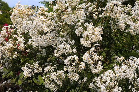 Tree With White Flowers That Stink 100 Tree With White Flowers That