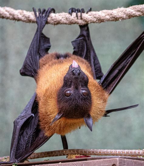 Top 3 Coolest Facts About Flying Foxes — The Cutest Bats Around