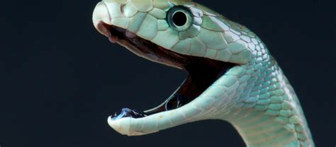 The Deadly Black Mamba Critter Science