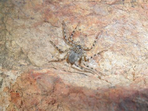 Unidentified Spider In Ensenadabaja California Mexico