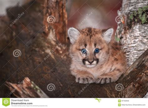 Cougar Eyes Stock Photos Royalty Free Pictures