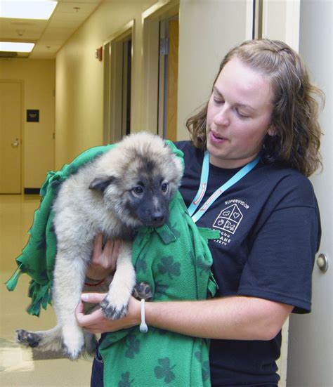 Oregon Humane Society Gets Top Rating From Charity Navigator