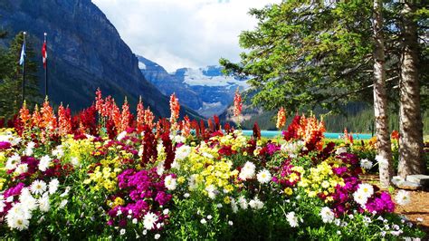 Flowers And Mountains Hd Desktop Wallpaper Widescreen