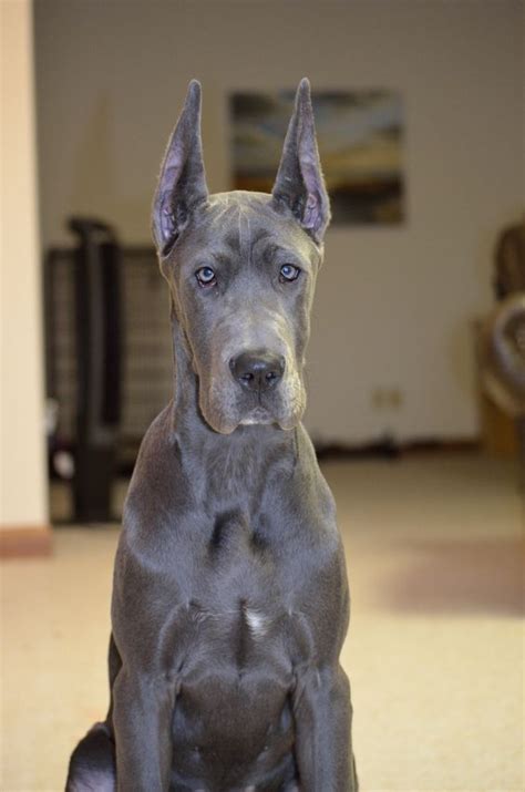 33 Cutest Blue Great Dane Pictures Ever The Paws Blue Merle Great
