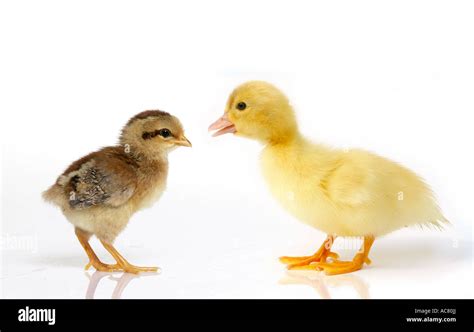 Domestic Duck And Domestic Chicken Duckling And Chick Standing Studio