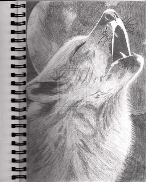 Howling Wolf Drawing By Janineartwoohoo On Deviantart Drawing Images