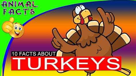10 Facts About Turkeys Not How To Cook A Thanksgiving Turkey Animal