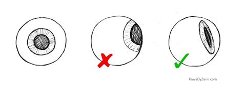 The Ultimate Guide To Drawing Dog Eyes Get The Basics Right So Your