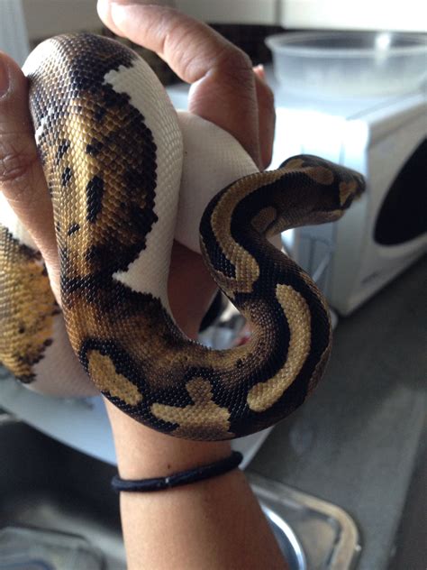 Piebald Ball Python Cute Snake Ball Python Morphs Cute Reptiles