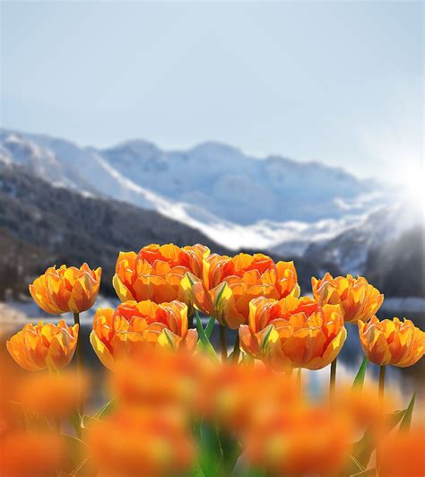 Nature Spring Flowers Tulips Spring Flowers Outlook Mountains