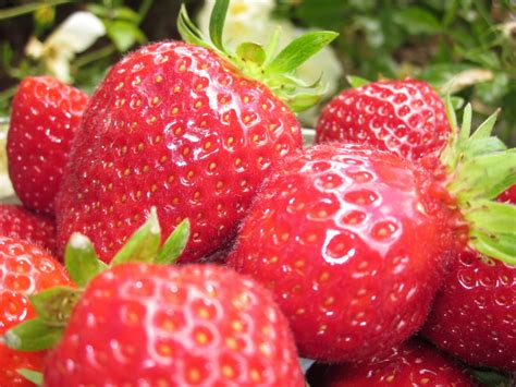 Mesurez la longueur du rang que vous voulez pour la culture des framboises. Comment cultiver des fraises