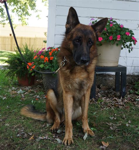 A poorly trained gsd can become destructive, aggressive, and a total nightmare to be. Renzo: German Shepherd Service Dog - Man's Best Friend