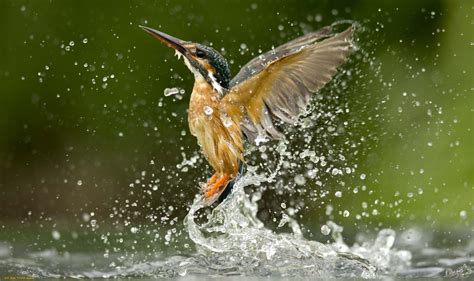 Splashes Birds Kingfisher Wallpapers Hd Desktop And