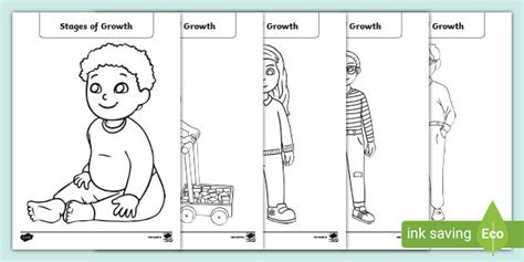 Stages Of Growth Colouring Pages Teacher Made