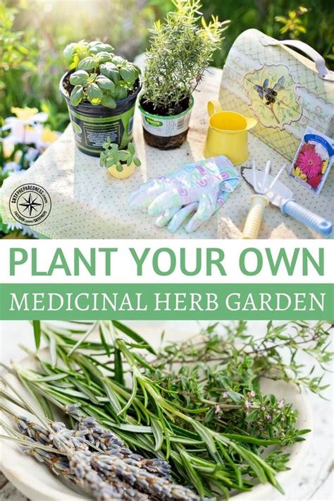 Plant Your Own Medicinal Herb Garden — When Did Modern Medicine Replace