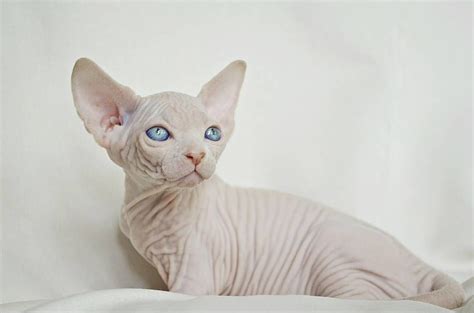 A Hairless Cat With Blue Eyes Sitting On A White Sheet