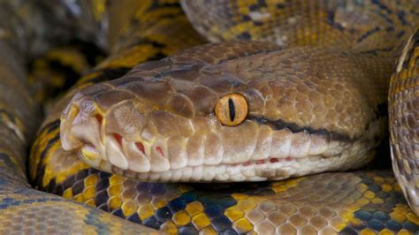 Police Missing Indonesian Man Found Dead Inside Python