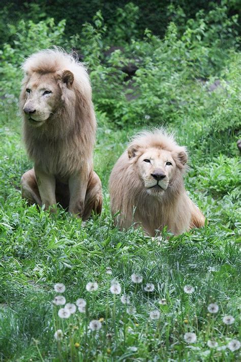 Lions And Dandelions Animals Beautiful Wild Cats Beautiful Cats