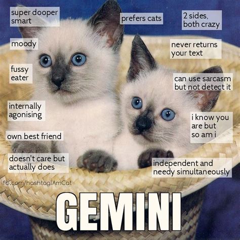Zodiac Cats Gemini Astrology Gemini Zodiac Signs Funny