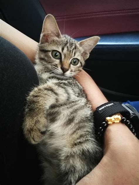 Tabby Kitten For Adoption 5 Years 6 Months Tiger From Puchong