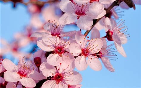 Descobrir 100 Image Sakura A Flor Pt
