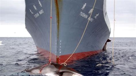 Within An Hour Of The International Whaling Commission Iwc Opening In
