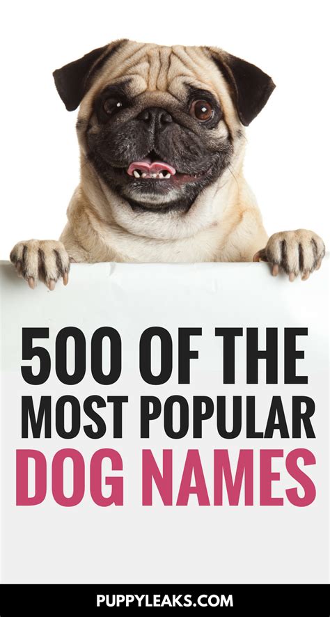 500 Of The Most Popular Dog Names Popular Dog Names Dog Names Most