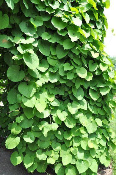 25 Shade Loving Plants For Where The Sun Dont Shine Climbing Plants