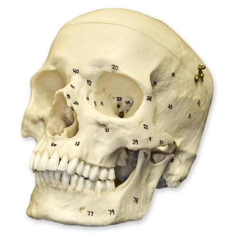 Replica Human Skull With Calvarium Cut And Numbered European Male For