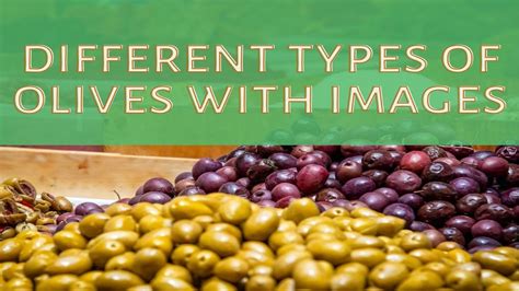 28 Different Types Of Olives With Images Asian Recipe