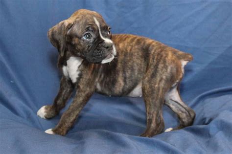 Addison2 The Boxer Puppy For Sale