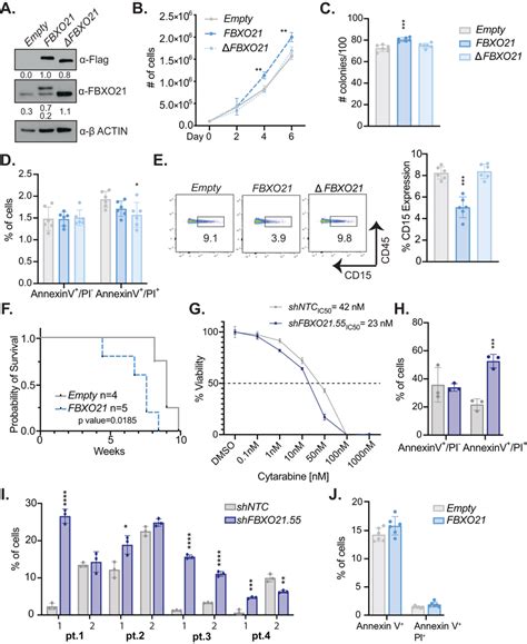 Overexpression Of Fbxo Alters Cell Proliferation Differentiation