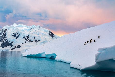 Penguins Walking Up An Iceberg In Antarctica Fine Art Print Photos By