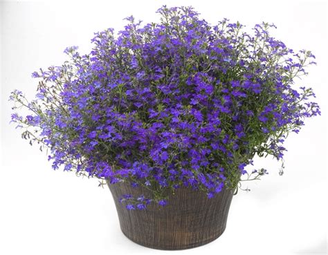 Lobelia Erinus California Dark Blue Lobelia From Garden Center Marketing