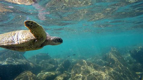 Sea Turtle Ocean Hawaii Animal Wildlife Animal Themes Animal