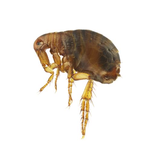Facts About Fleas Deer And Tick Guard