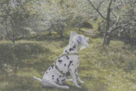 Dog Vision Vs Human Vision Dalmatian Diy