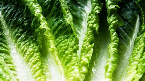 Cdc Says To Avoid All Romaine Lettuce E Coli Consumer Reports