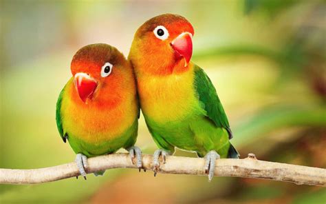 Love Bird Hd Birds 4k Wallpapers Images Backgrounds P