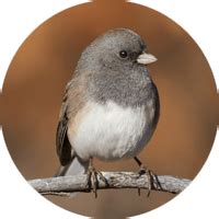 Tray Feeders - Wild Birds Unlimited | Wild Birds Unlimited