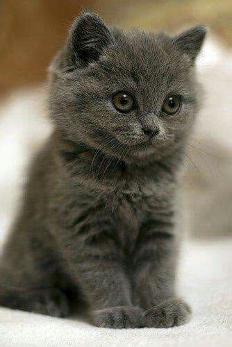 Fluffy Grey Kitten Super Cute Kittens Kittens Cutest Cute Cats