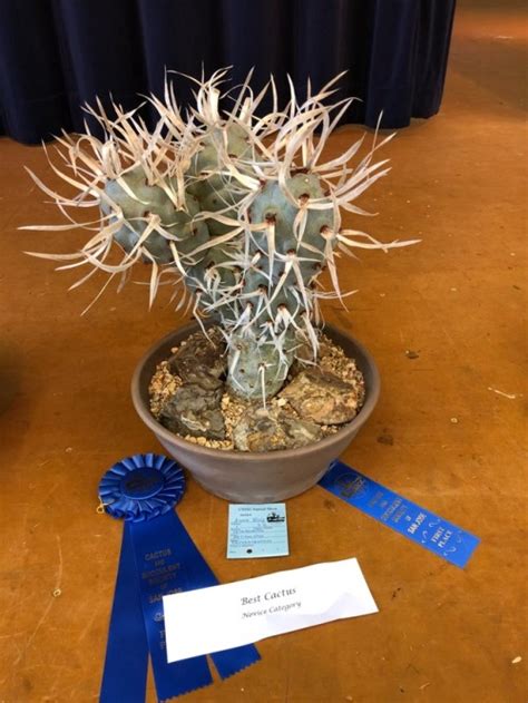 Sale and show of rare, exotic cactus and succulent plants plus unique pottery. Succulent Interrupted • Some amazing cacti from the San ...