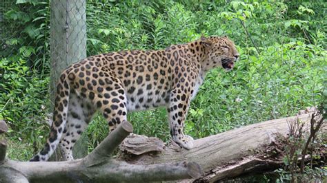 Amur Leopard Panthera Pardus Orientalis At The Pittsburgh Flickr