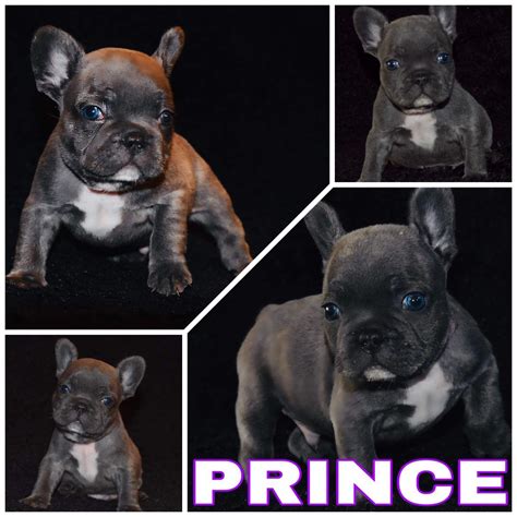 Bouledogue or bouledogue français) is a breed of domestic dog, bred to be companion dogs. We are located in Rosharon,Tx just 20 minutes outside ...