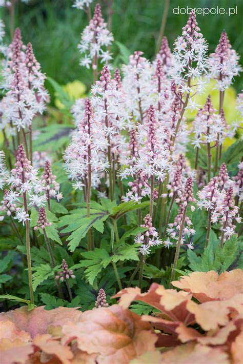 Szk Ka Bylin Dobrepole Tiarella Sugar And Spice Tiarella