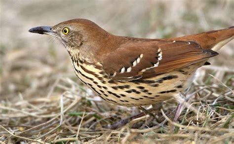Brown Thrasher Today I Got A Good Look At My First Brown Thrasher Of