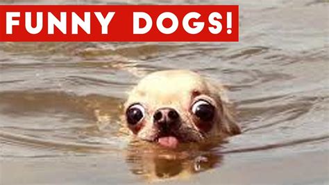 Top 50 Funny Dog Videos That Are Guaranteed To Make You Smile Funny